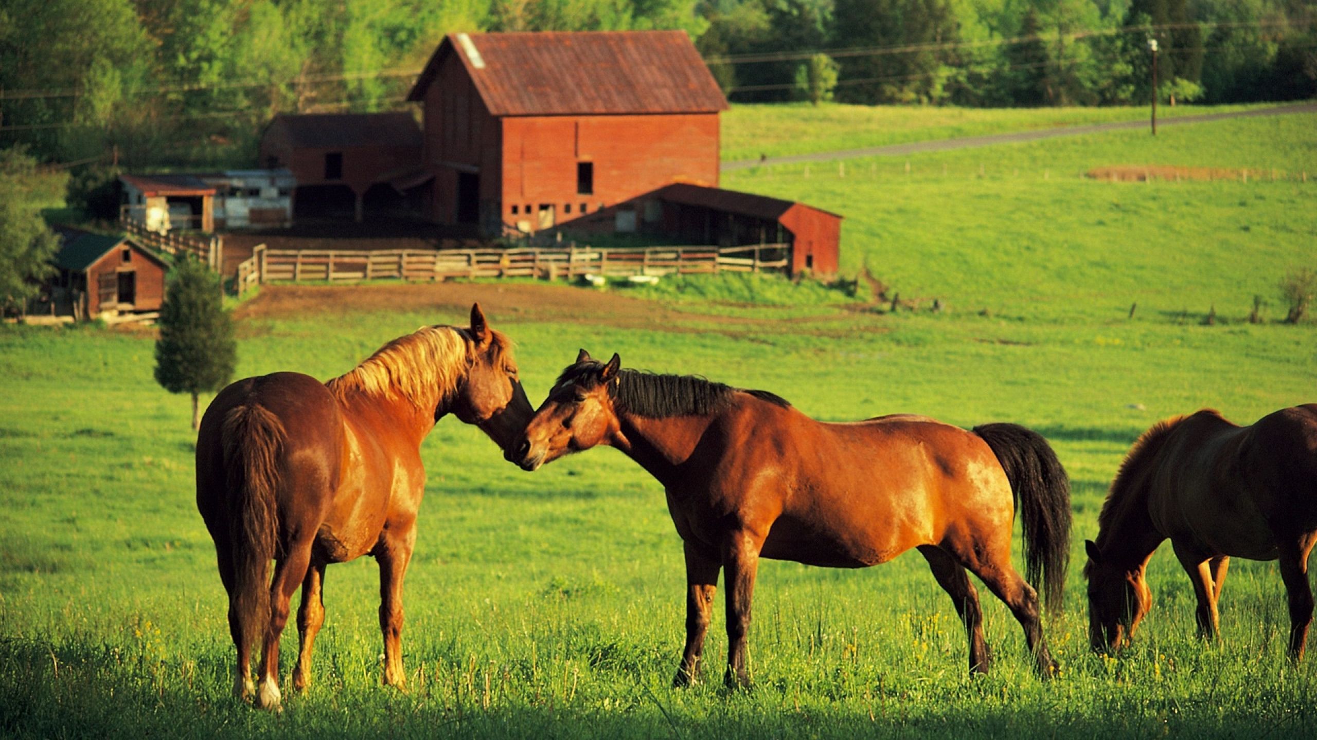 papel pintado de animales de granja,caballo,pasto,pradera,yegua,rancho