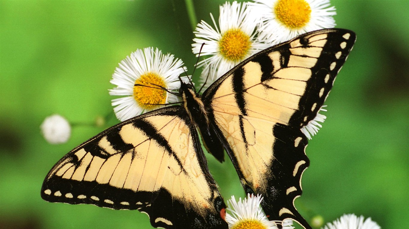 fonds d'écran de mariposas,papillons et papillons,papillon,insecte,invertébré,papillon aux pieds brosse