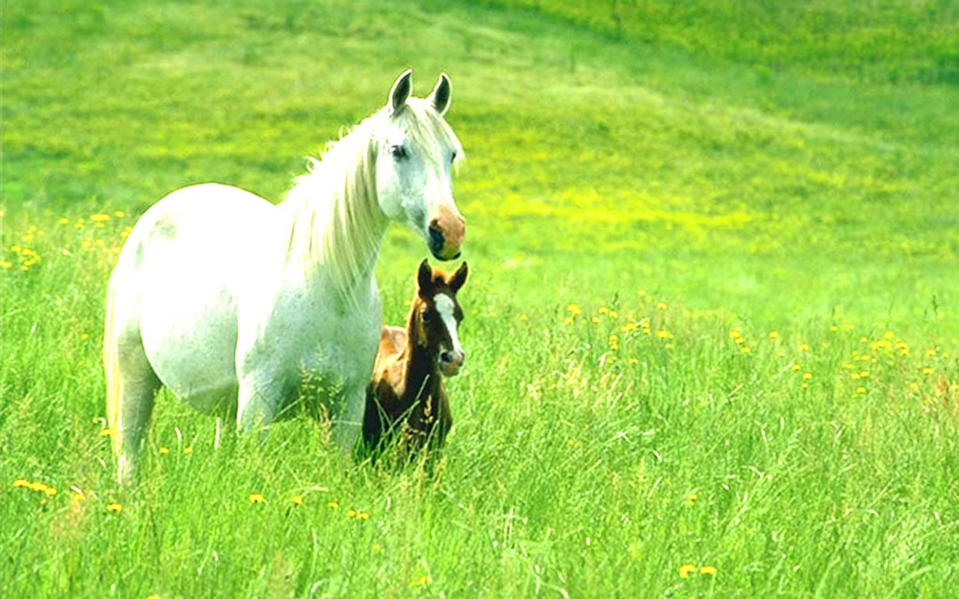 papel pintado de animales de granja,caballo,pradera,prado,césped,paisaje natural