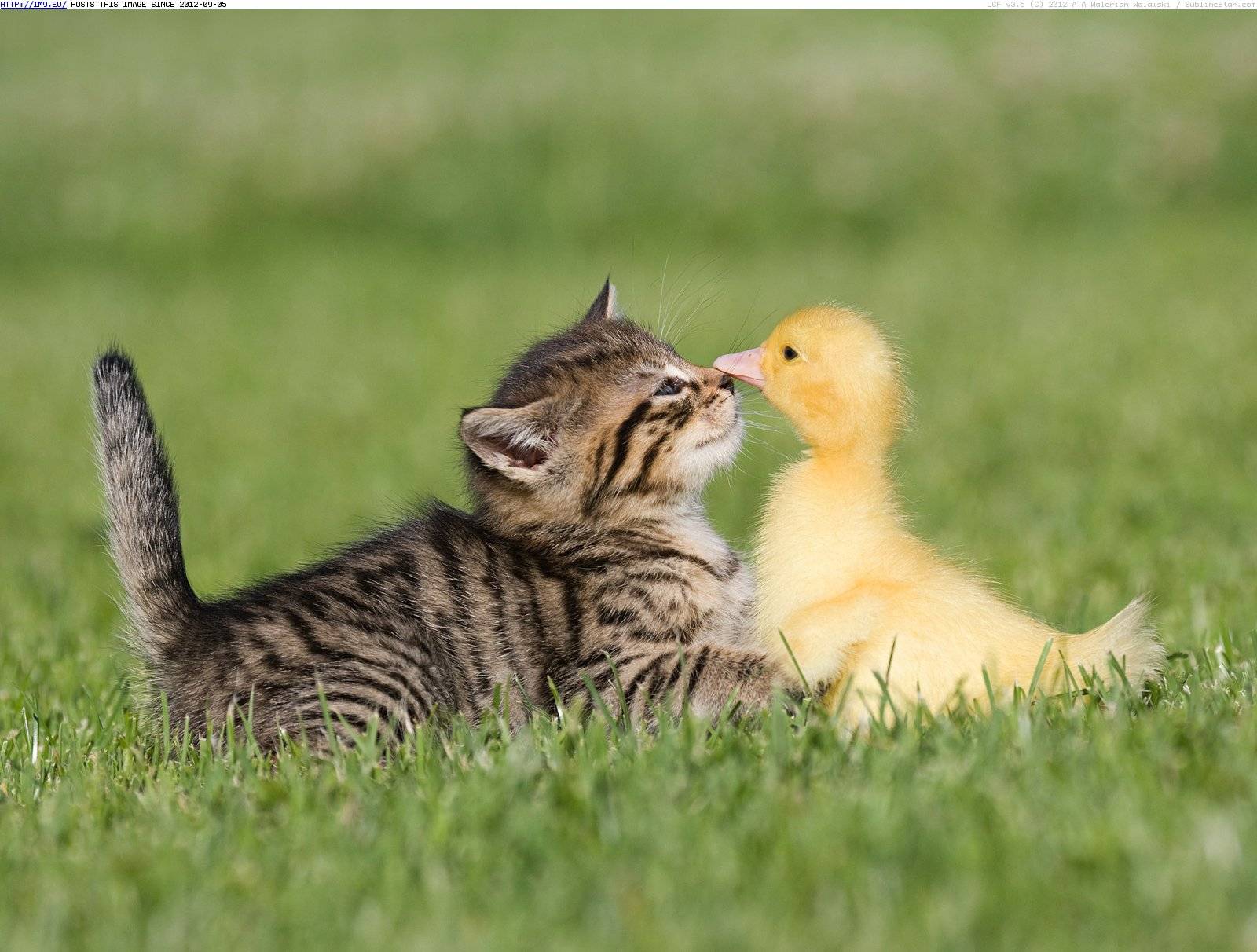 nutztier tapete,katze,felidae,tierwelt,kleine bis mittelgroße katzen,gras