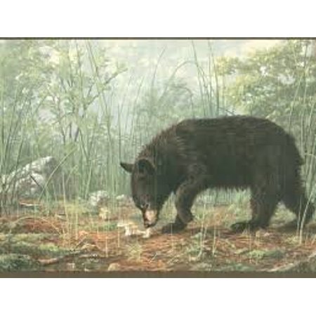 bear wallpaper border,vertebrate,mammal,bear,grizzly bear,wildlife