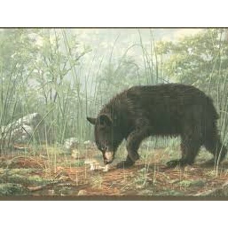 bär tapetenrand,bär,grizzlybär,tierwelt,amerikanischer schwarzbär,pflanze