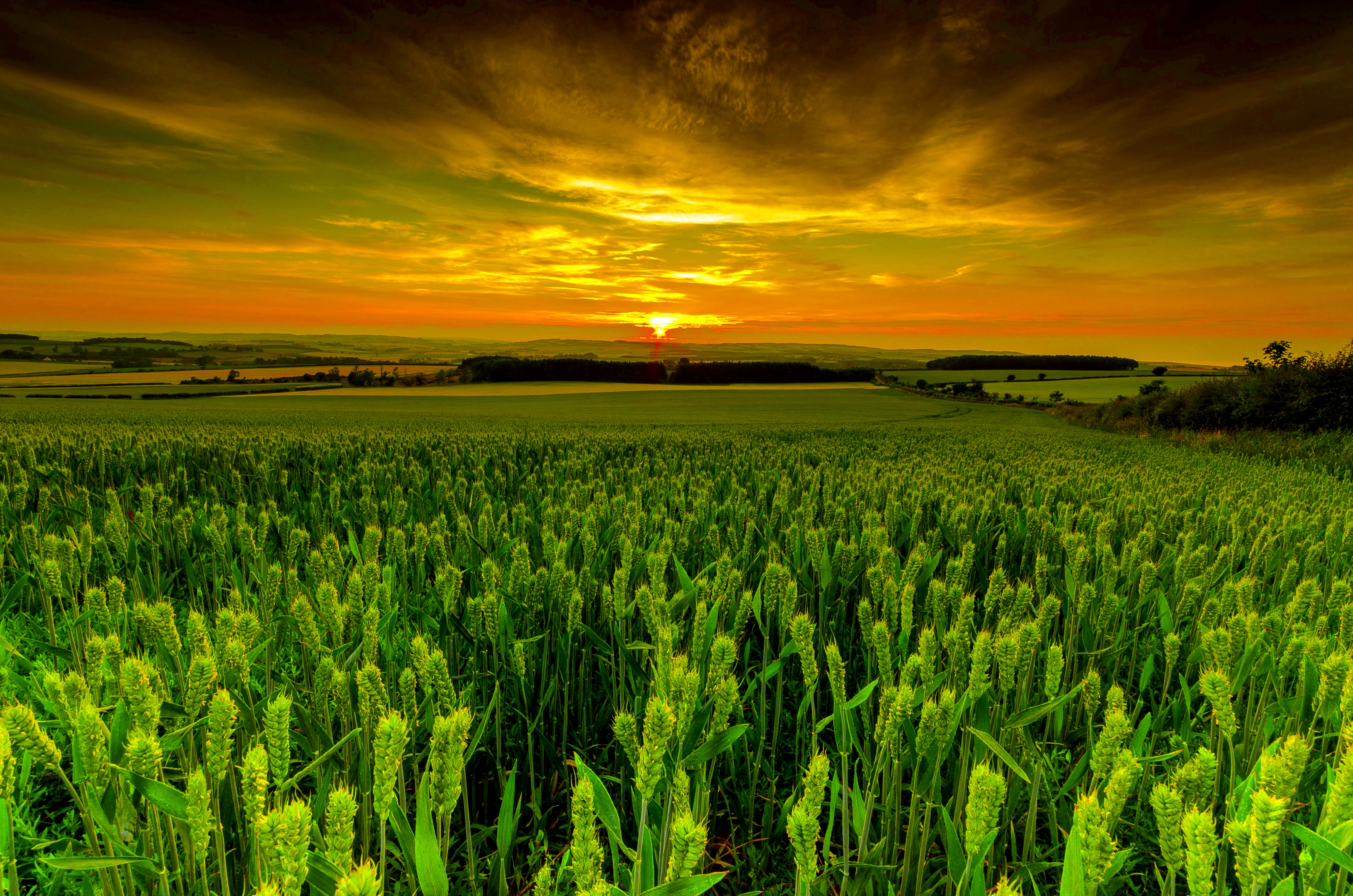 agricultura fondos de pantalla hd,cielo,campo,naturaleza,paisaje natural,verde