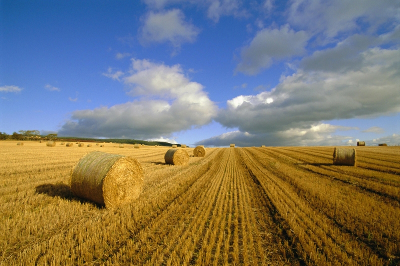 fond d'écran agriculture hd,champ,foins,agriculture,ciel,paysage naturel