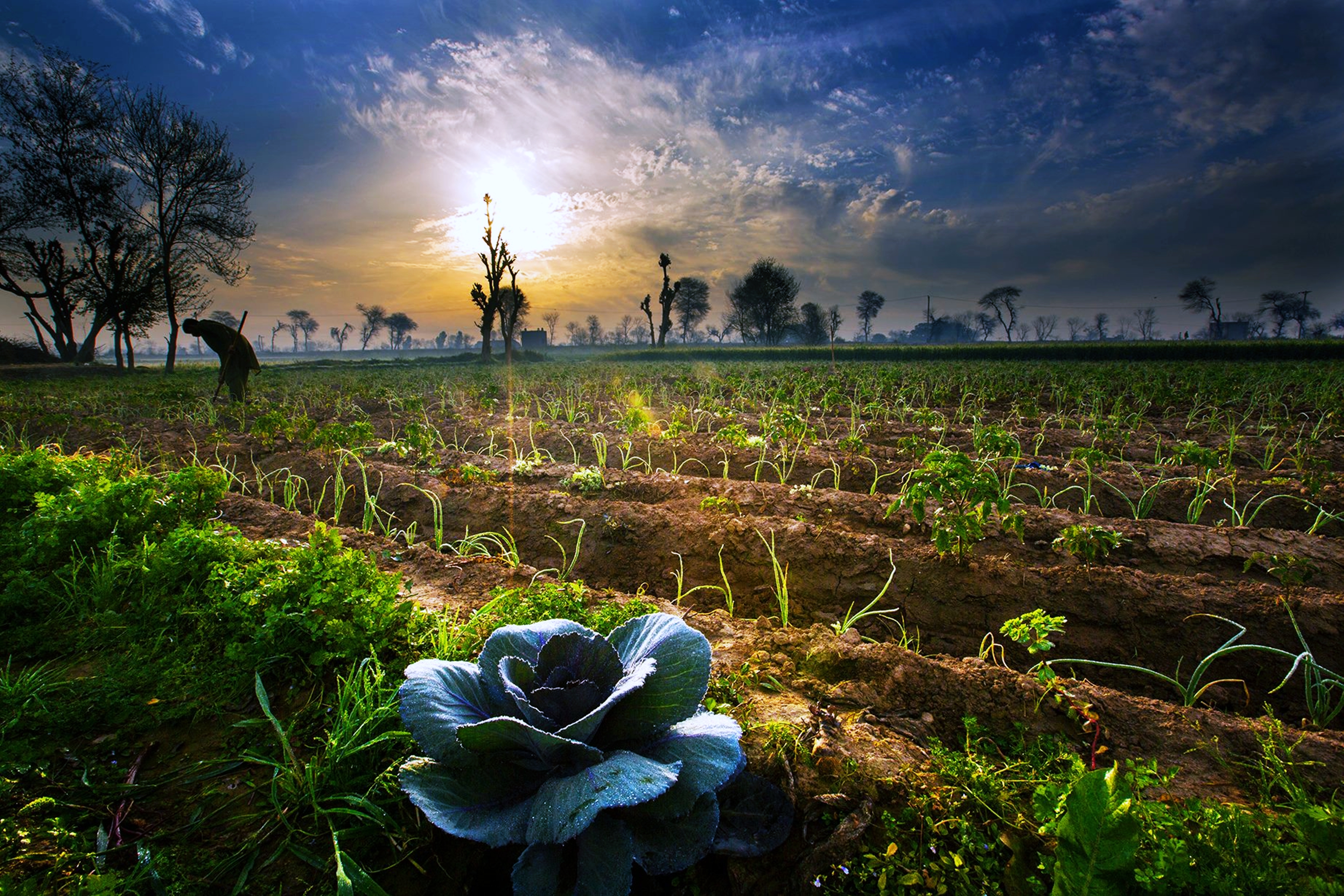 agriculture wallpaper hd,nature,sky,natural landscape,atmospheric phenomenon,morning