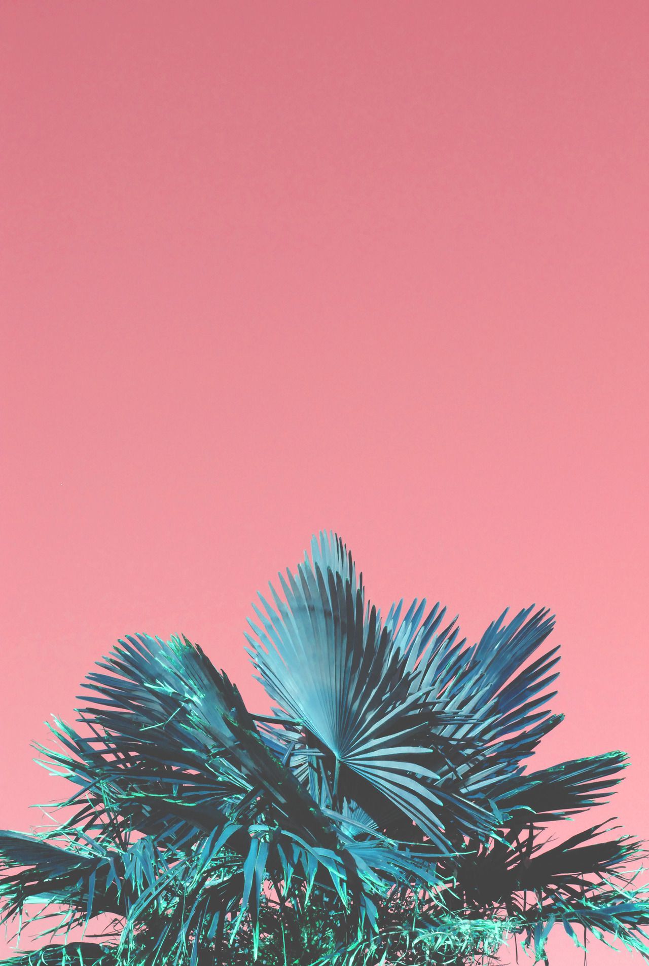 nasty c wallpaper,pink,tree,plant,turquoise,palm tree
