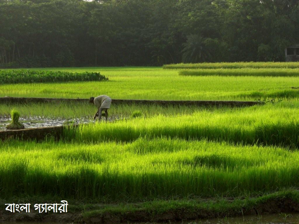 agricultura fondos de pantalla hd,campo de arroz,naturaleza,campo,paisaje natural,agricultura