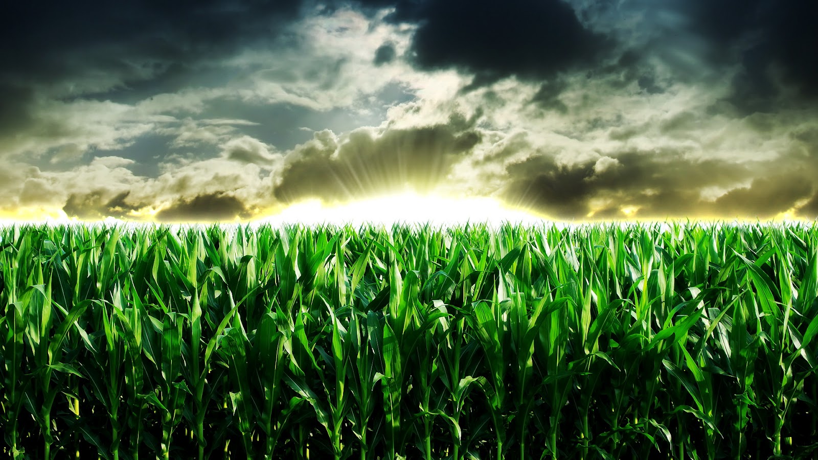 agricultura fondos de pantalla hd,cielo,verde,naturaleza,campo,césped