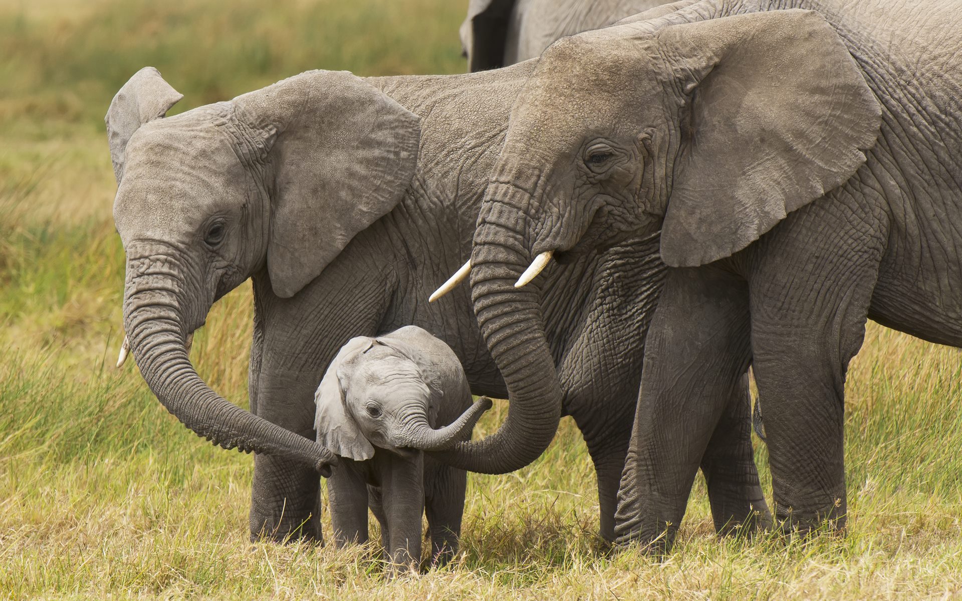 süße elefantentapete,elefant,landtier,elefanten und mammuts,tierwelt,indischer elefant