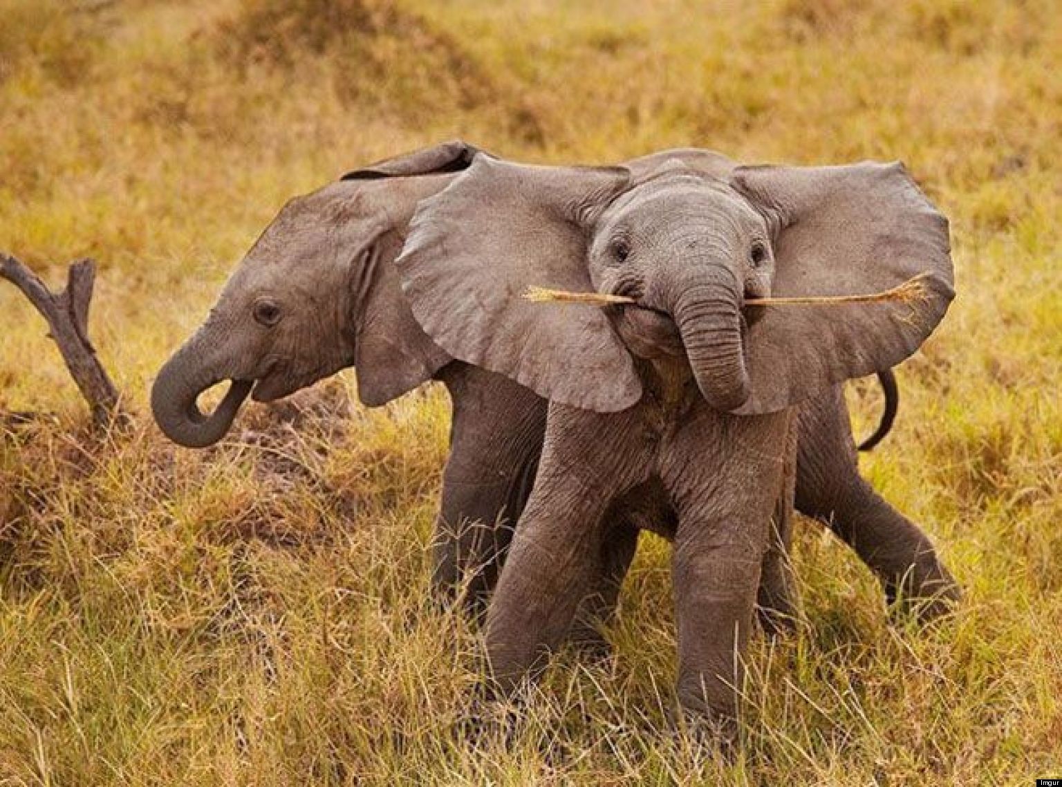 süße elefantentapete,elefant,landtier,elefanten und mammuts,tierwelt,indischer elefant