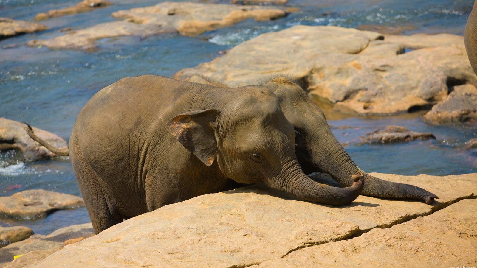 süße elefantentapete,elefant,elefanten und mammuts,landtier,indischer elefant,tierwelt