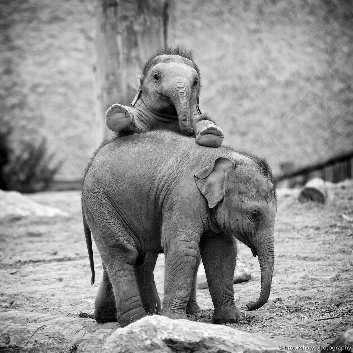 かわいい象の壁紙,象,象とマンモス,陸生動物,インド象,アフリカゾウ