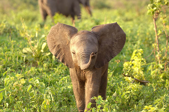 süße elefantentapete,elefant,landtier,elefanten und mammuts,tierwelt,indischer elefant
