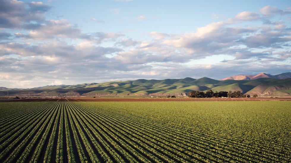 agriculture wallpaper,field,sky,natural landscape,plain,horizon