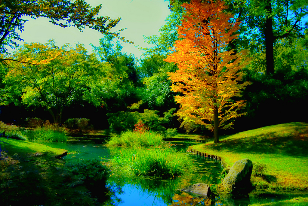 natural images hd wallpaper desktop background,natural landscape,nature,tree,green,reflection