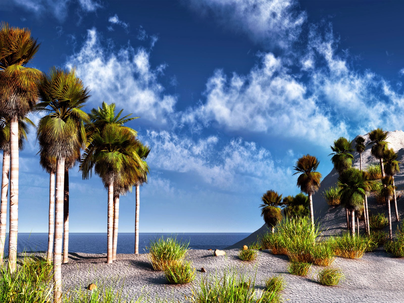 meilleurs fonds d'écran full hd,la nature,paysage naturel,ciel,arbre,palmier