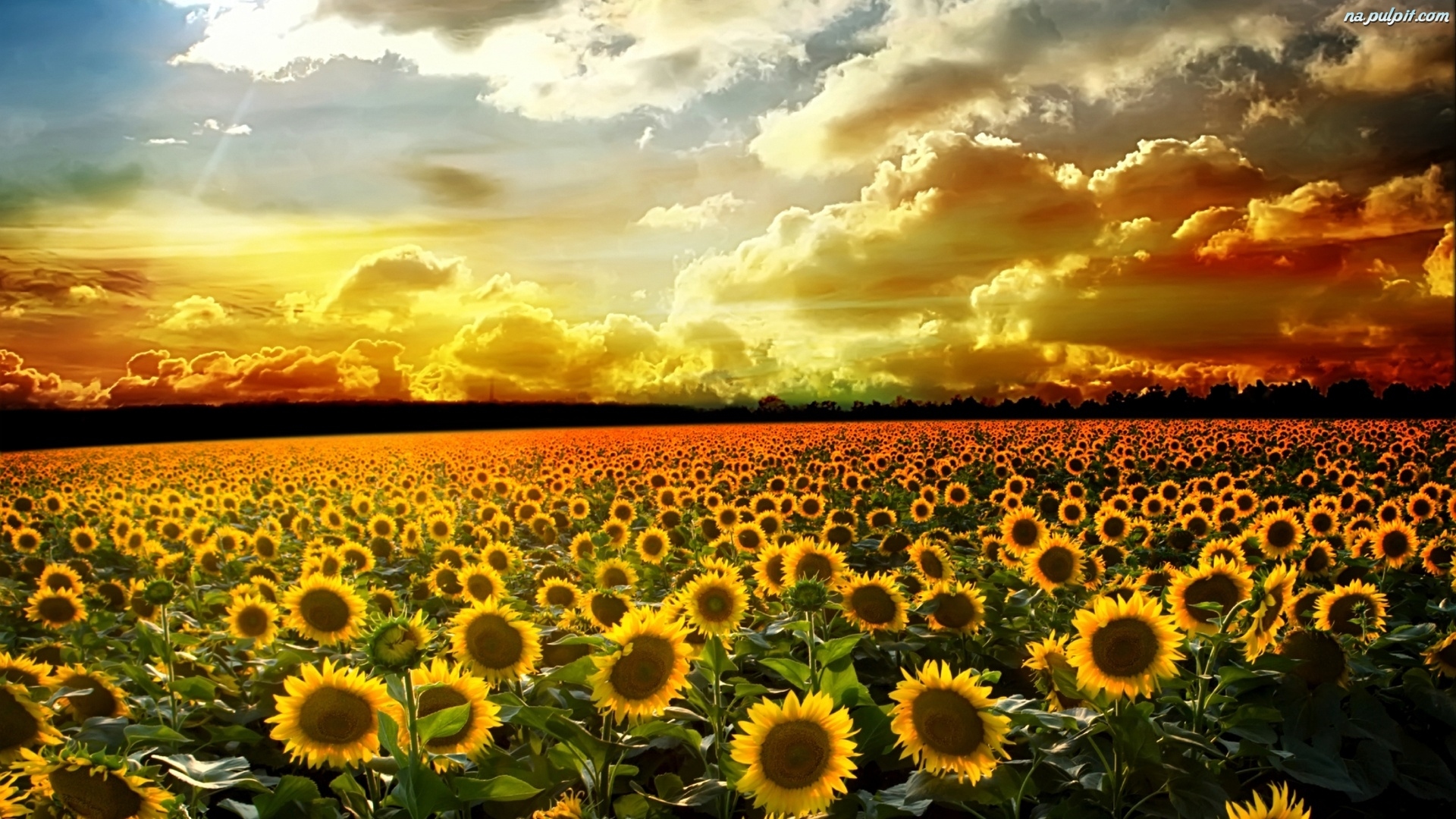 sindri wallpaper,sunflower,sky,field,flower,nature