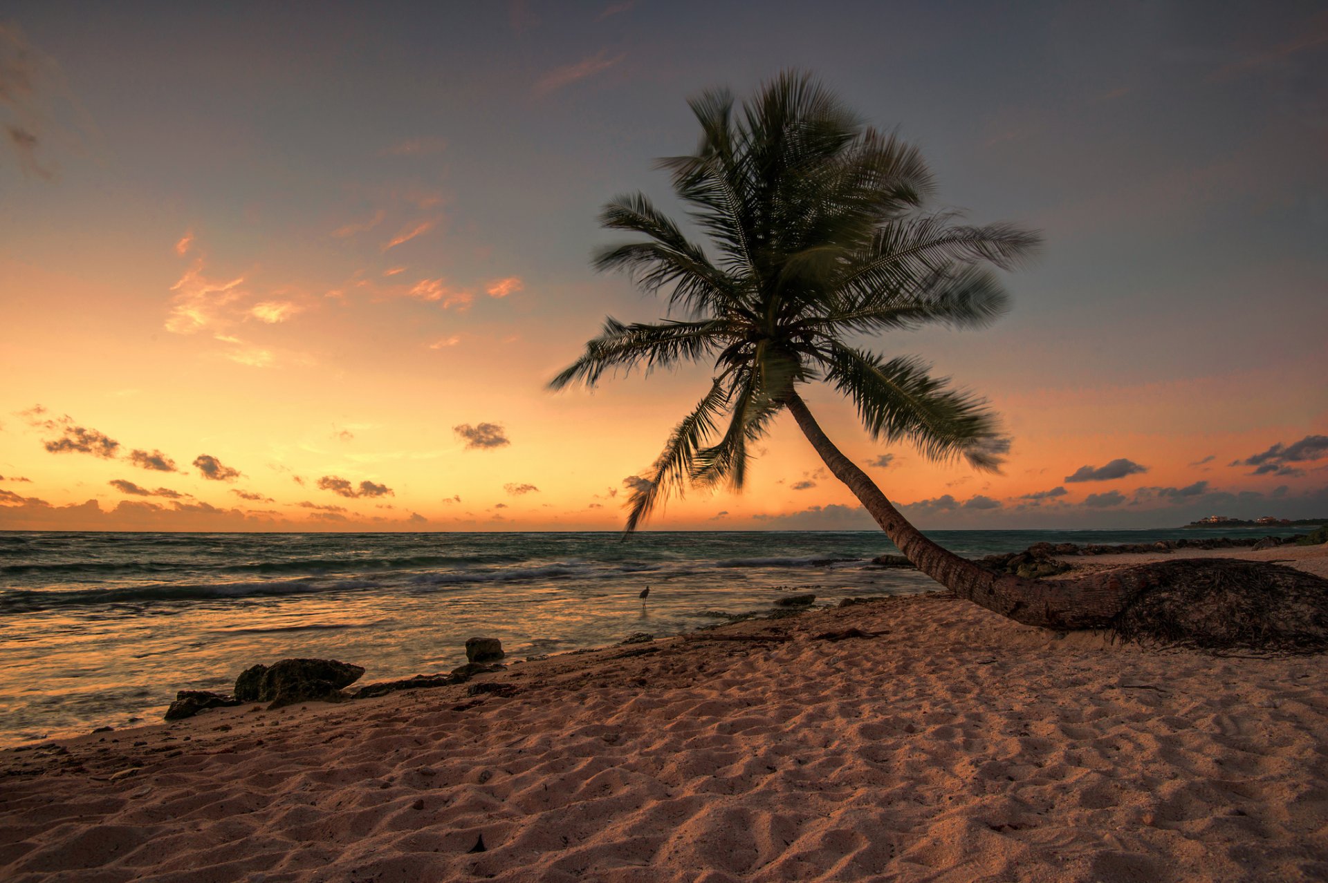 night beach wallpaper,sky,tree,nature,horizon,palm tree