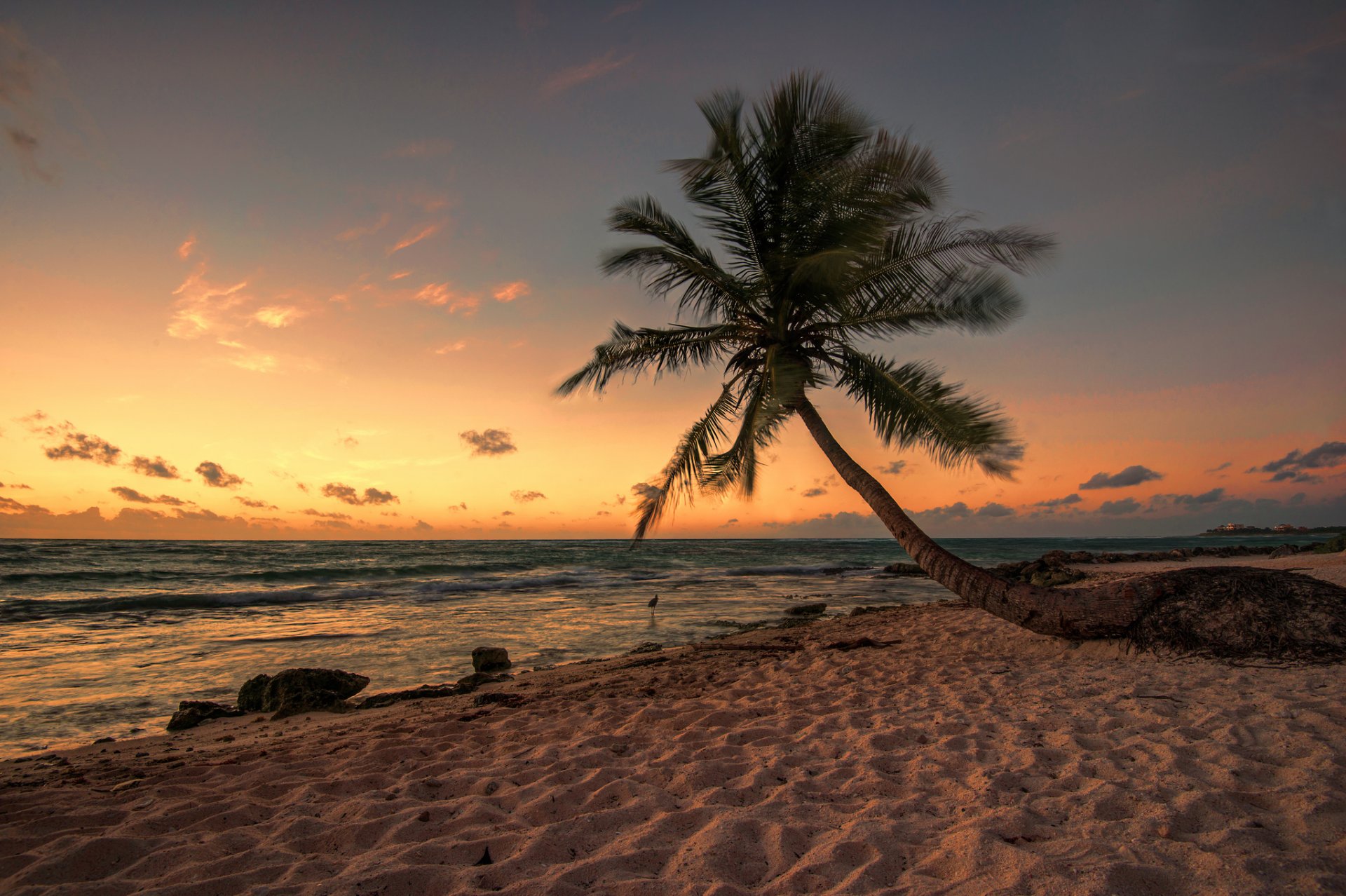 nacht strand tapete,himmel,baum,natur,horizont,palme