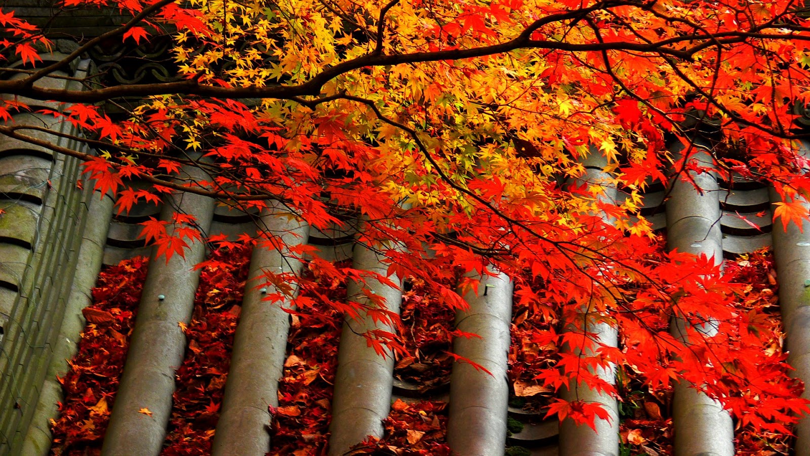 carta da parati 320x240,albero,foglia,rosso,autunno,pianta legnosa