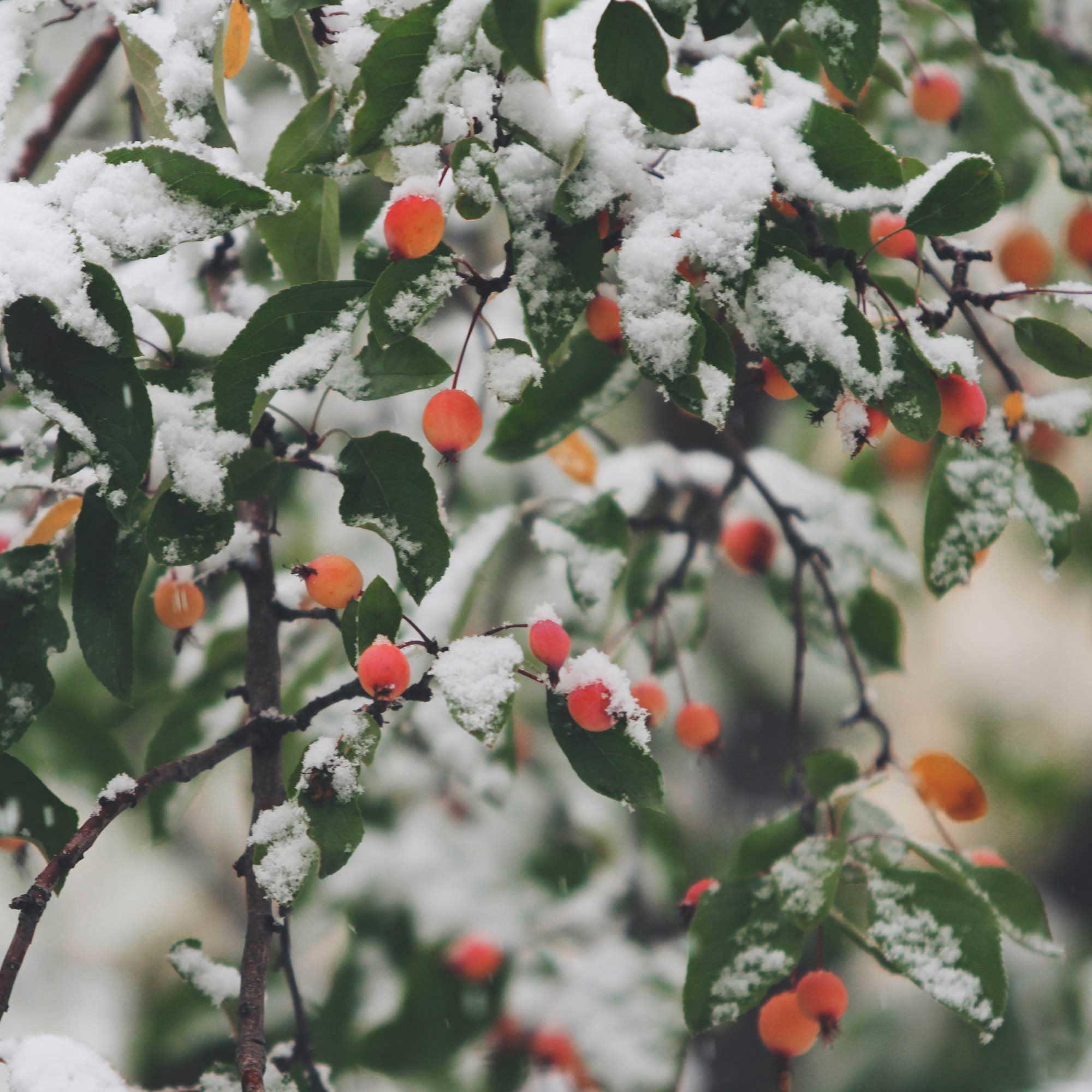 fond d'écran de houx,plante,fleur,arbre,neige,fruit