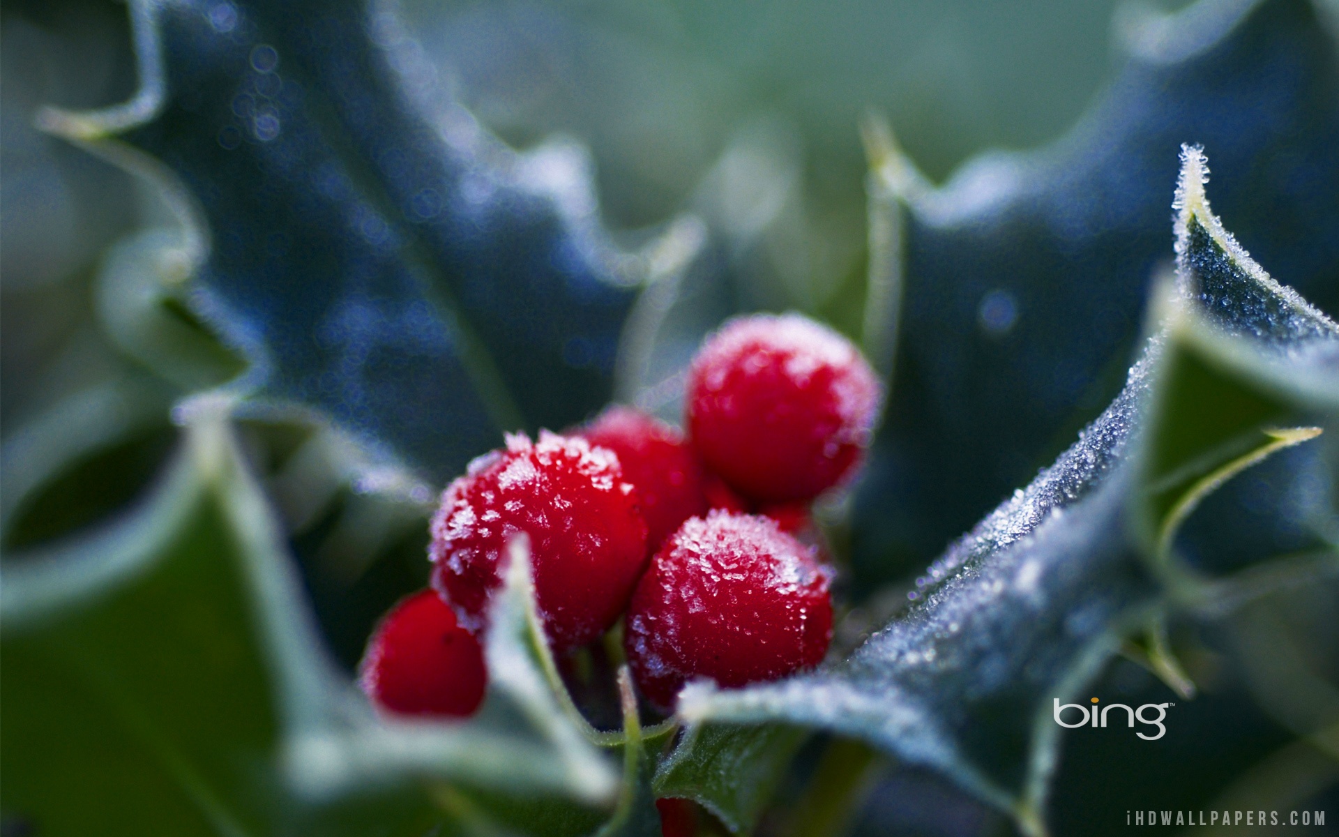 Frosted Holly Berries- WallpaperUse