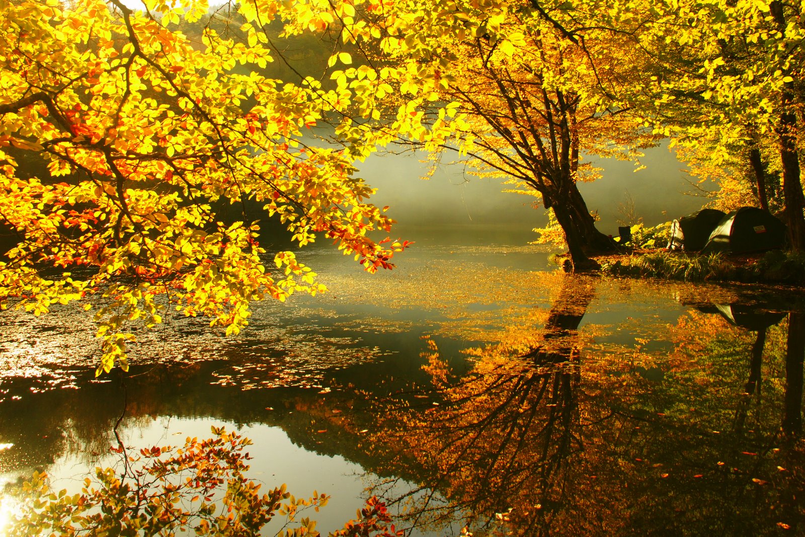 fall background wallpaper,natural landscape,nature,reflection,tree,leaf
