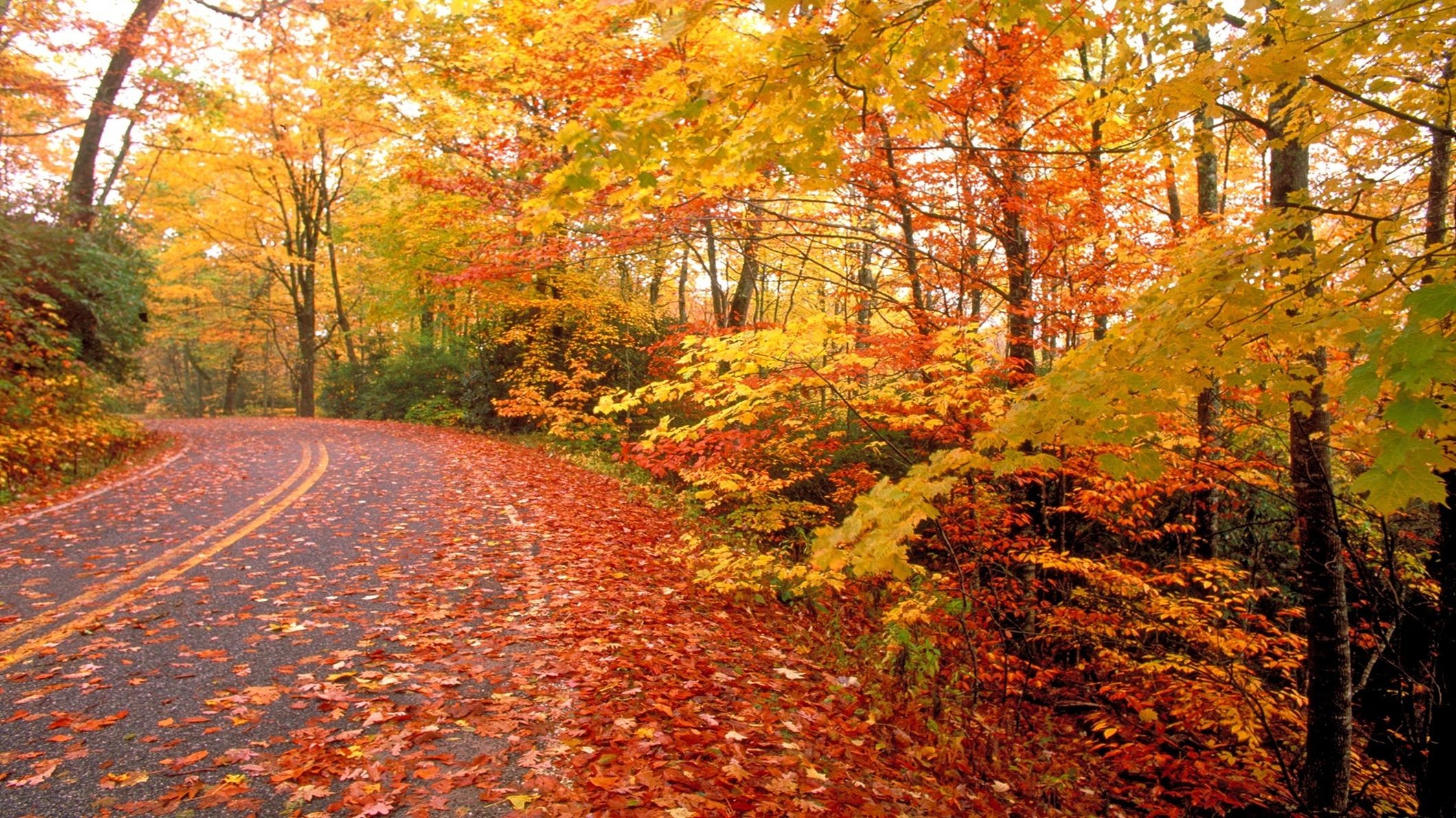 caduta sfondo,paesaggio naturale,albero,natura,autunno,foglia