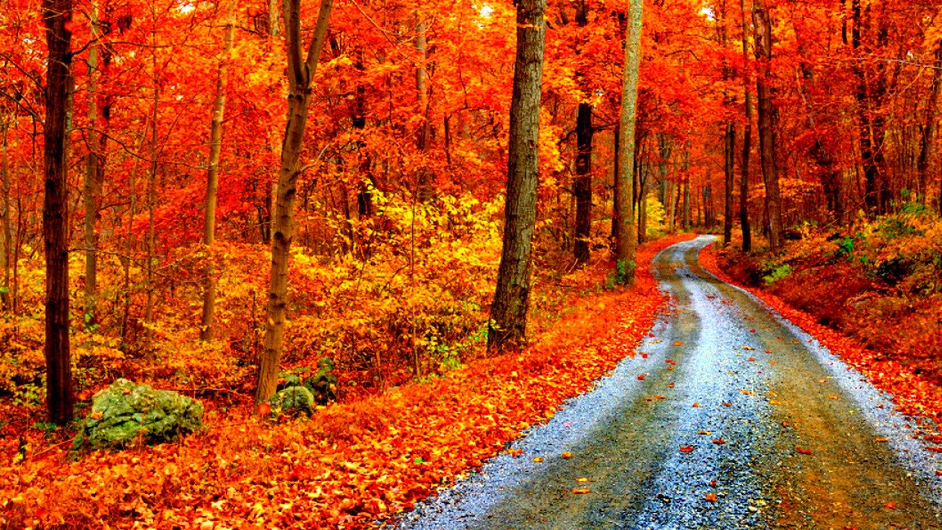 秋の背景の壁紙,自然の風景,木,自然,秋,葉