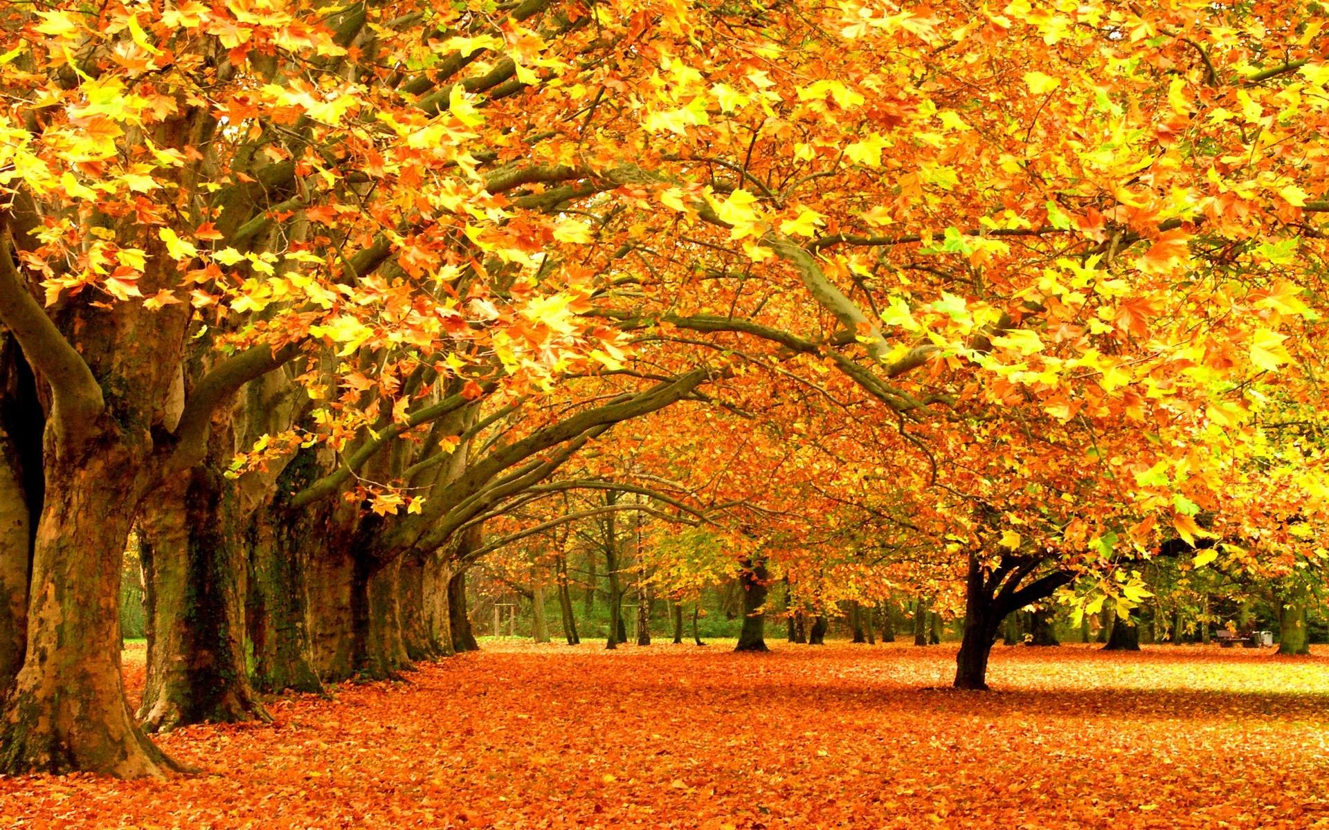fall background wallpaper,tree,nature,natural landscape,leaf,autumn