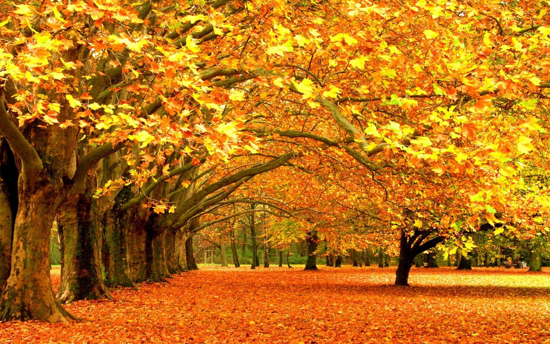 herbst hintergrund wallpaper,baum,natur,natürliche landschaft,blatt,herbst