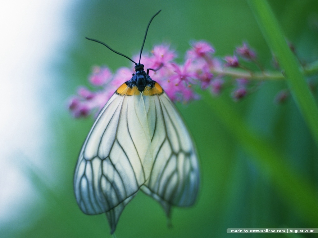 animated butterfly wallpaper,insect,butterfly,invertebrate,moths and butterflies,aporia crataegi