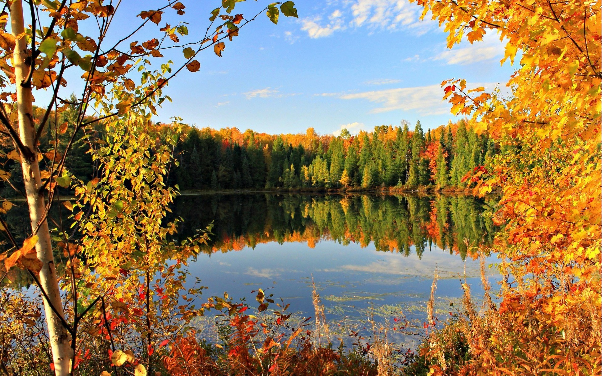秋の背景の壁紙,自然,自然の風景,反射,木,葉