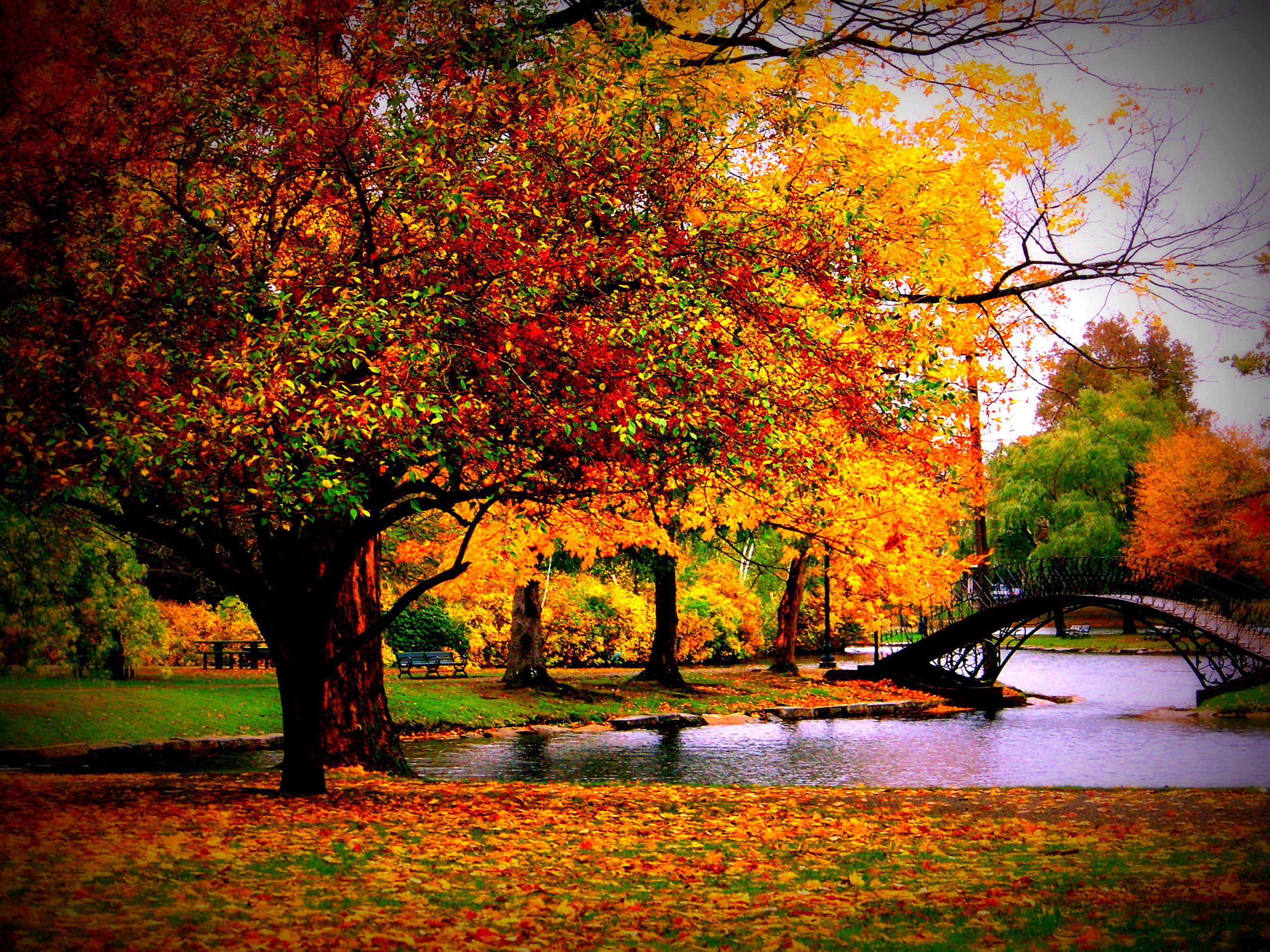 fall background wallpaper,tree,natural landscape,nature,leaf,reflection