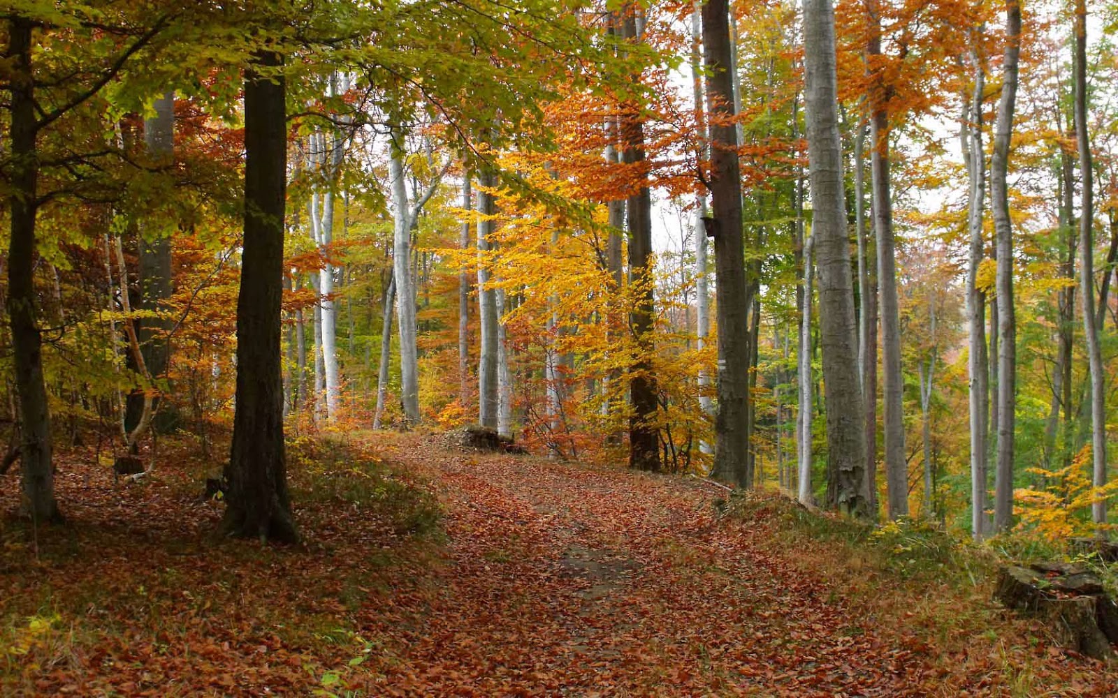 fall background wallpaper,tree,forest,natural landscape,woodland,nature