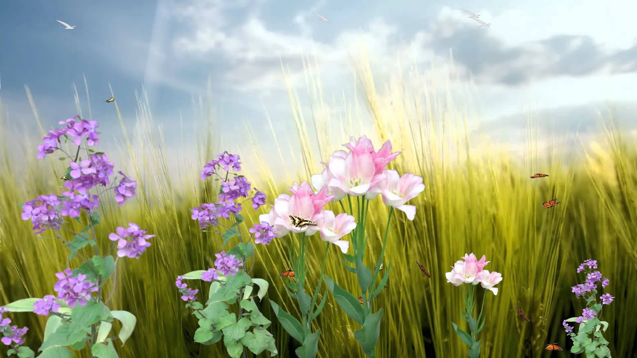 animated butterfly wallpaper,flowering plant,flower,plant,natural landscape,meadow
