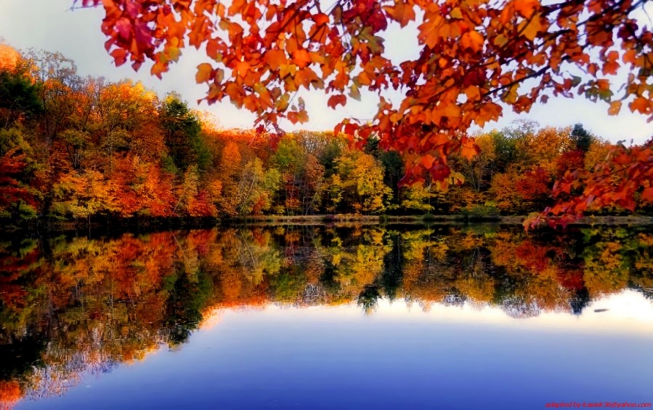 秋の背景の壁紙,反射,自然,自然の風景,木,空