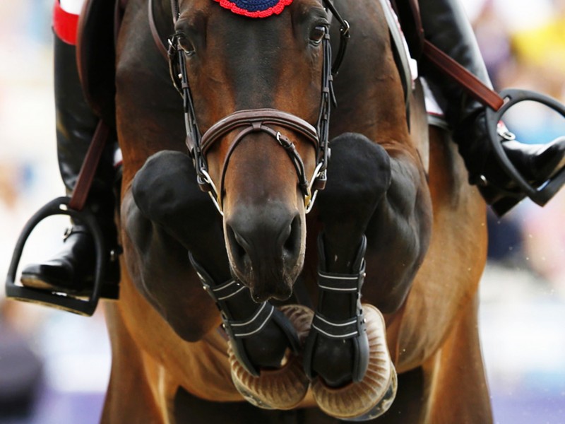 equestrian wallpaper,horse,bridle,rein,horse tack,halter