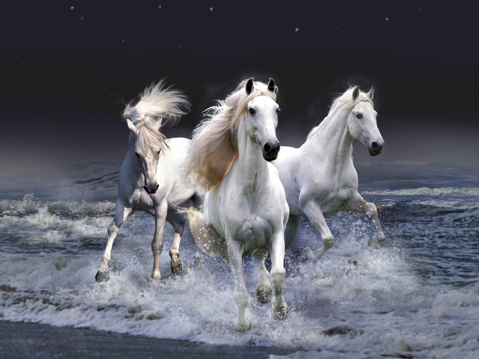 equestrian wallpaper,horse,mammal,mane,stallion,mustang horse