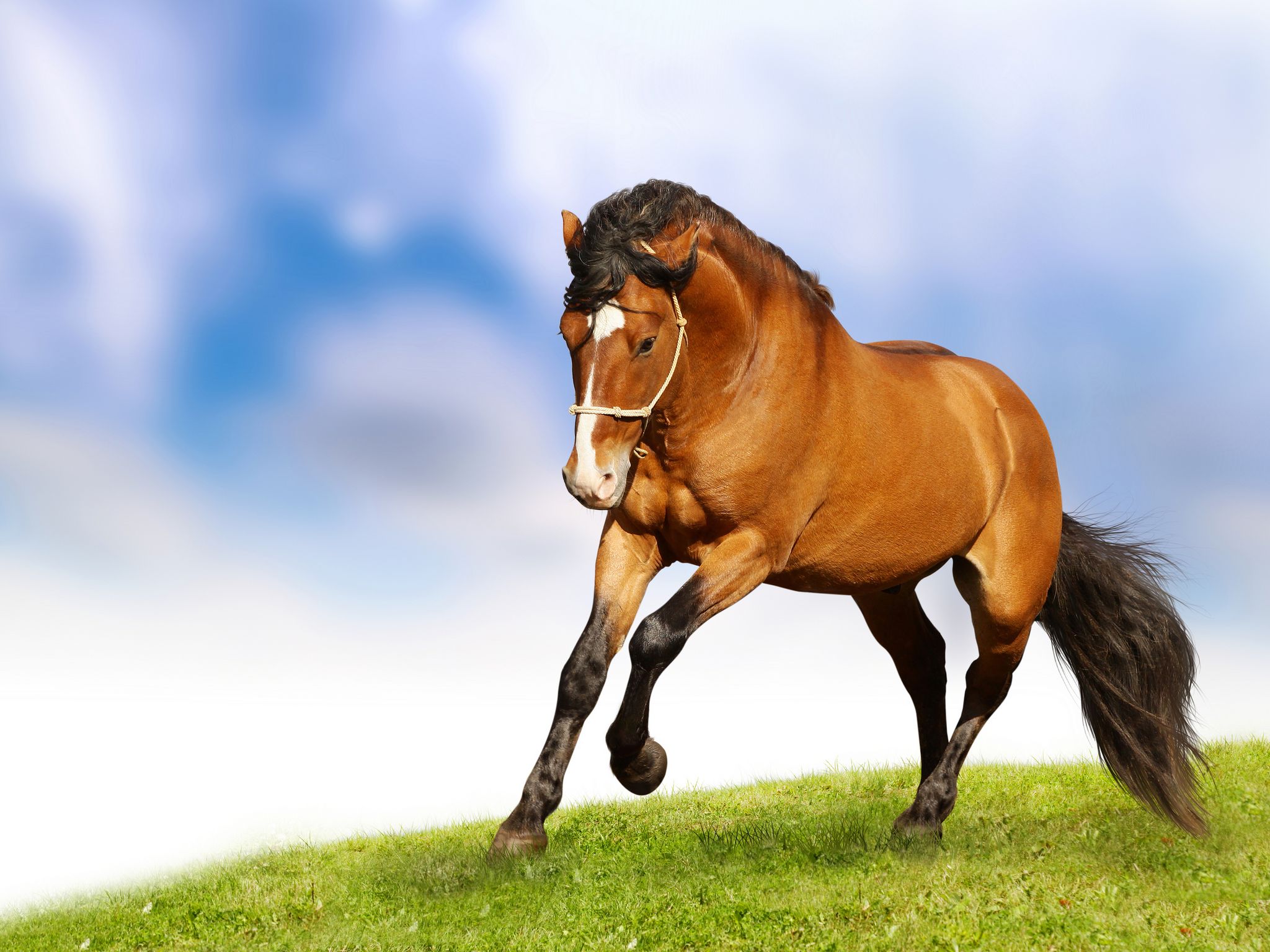 equestrian wallpaper,horse,mammal,vertebrate,mane,stallion