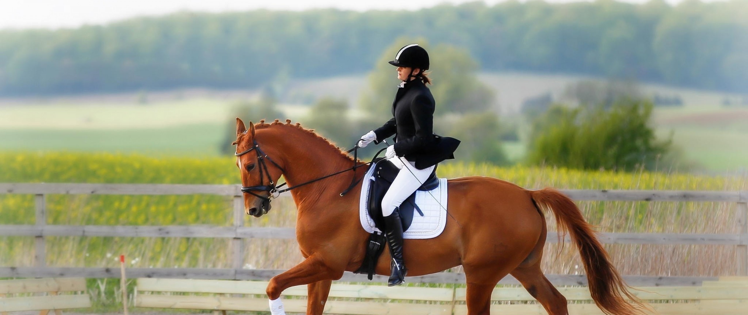 carta da parati equestre,cavallo,briglia,gli sport