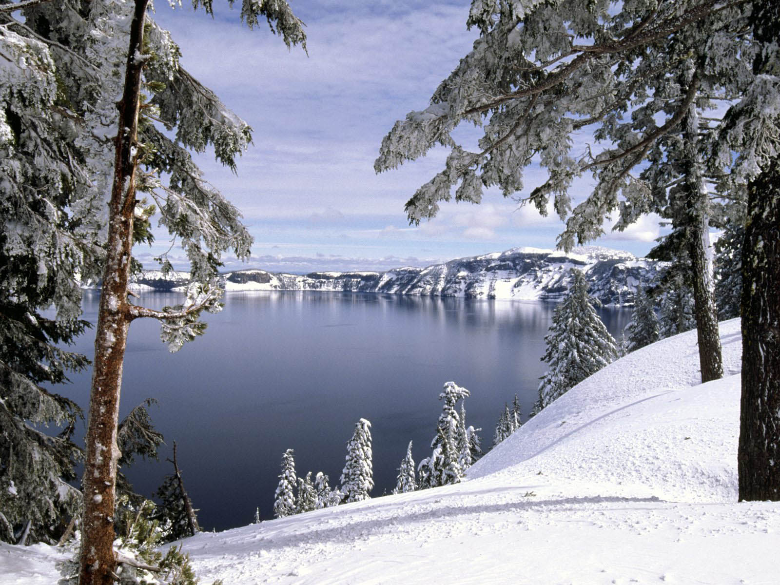 sfondo del computer invernale,neve,inverno,natura,albero,paesaggio naturale