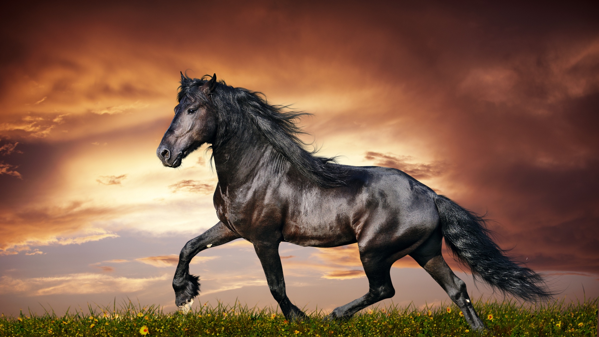 equestrian wallpaper,horse,mammal,vertebrate,mane,stallion
