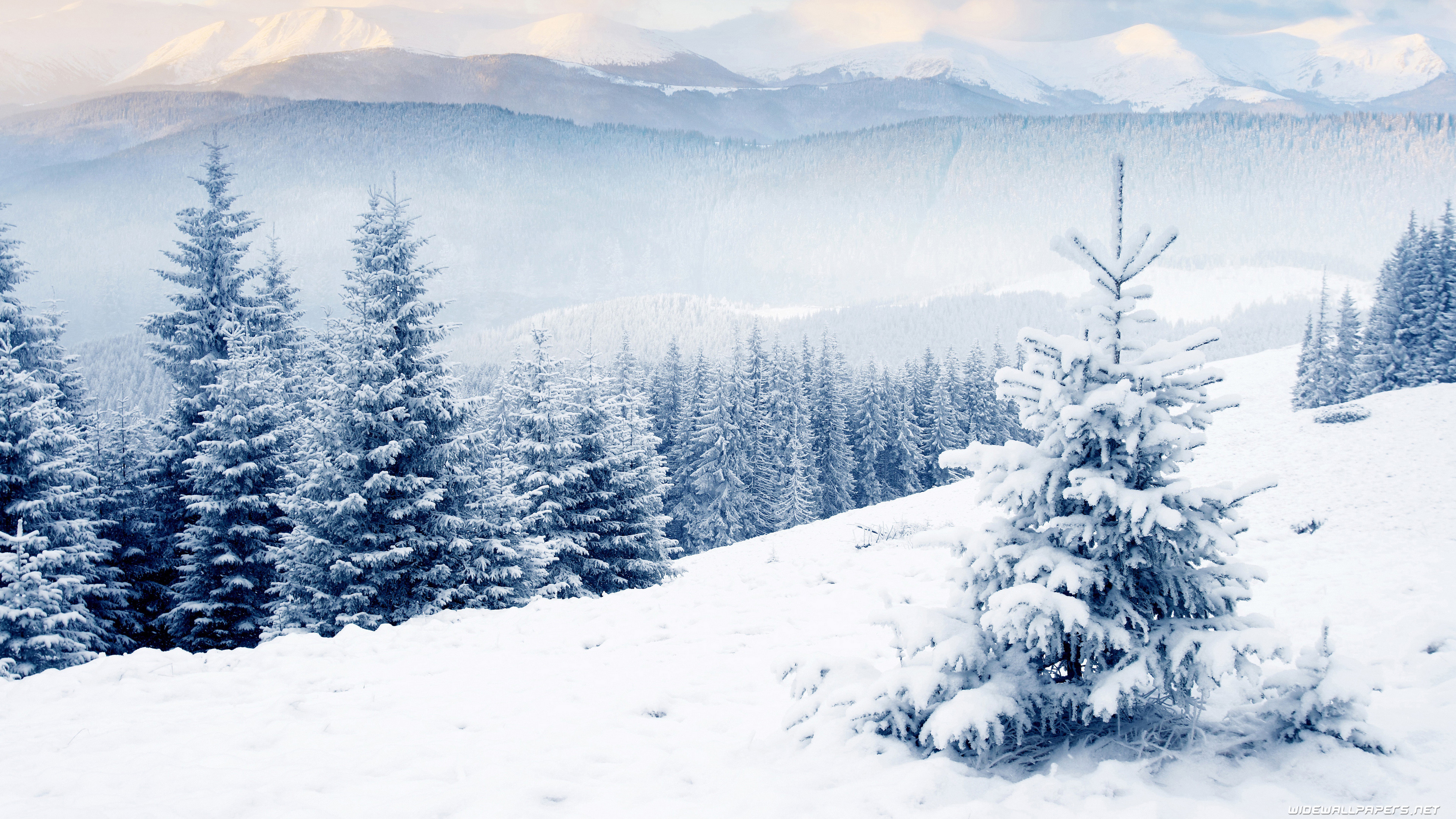 sfondo del computer invernale,neve,abete rosso nero a foglia corta,inverno,albero,natura