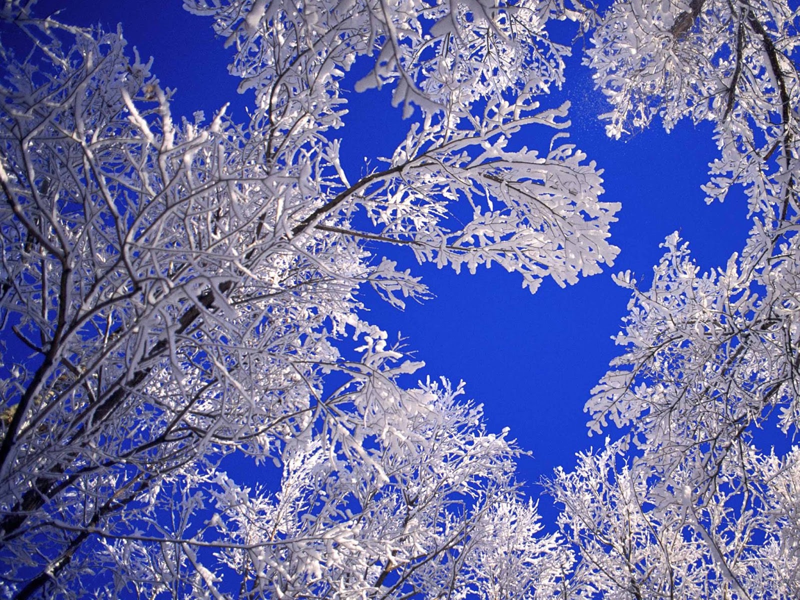 winter computer hintergrundbild,blau,frost,winter,einfrieren,baum