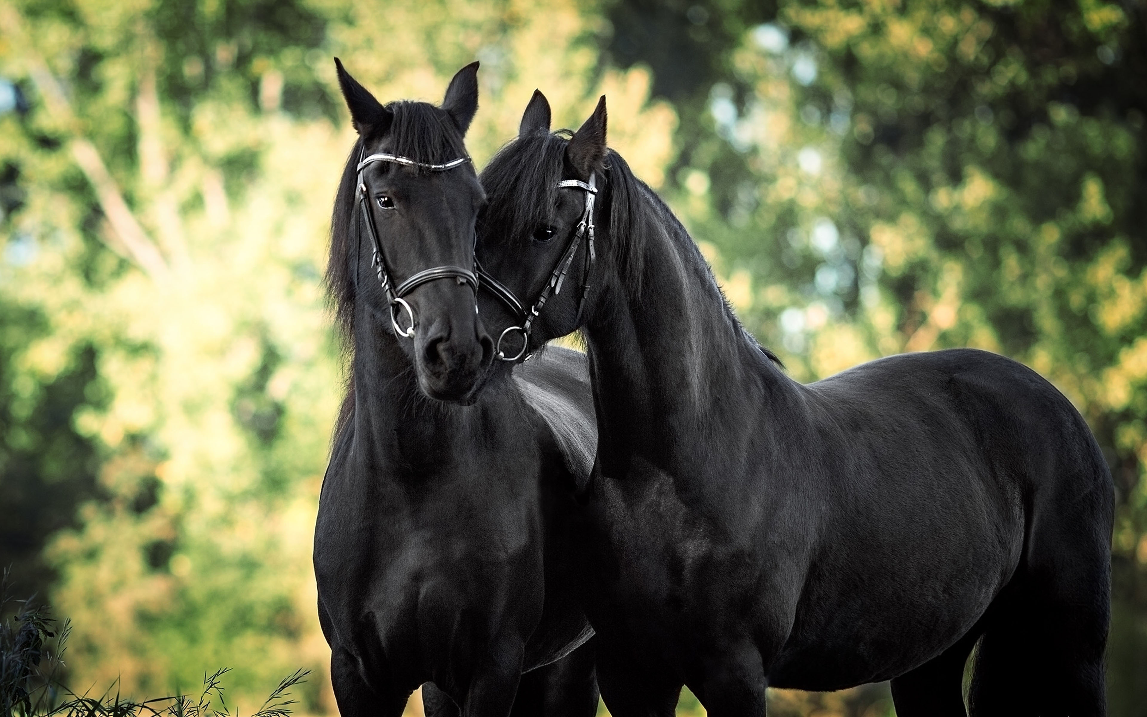 carta da parati equestre,cavallo,stallone,criniera,cavallo mustang,cavalla