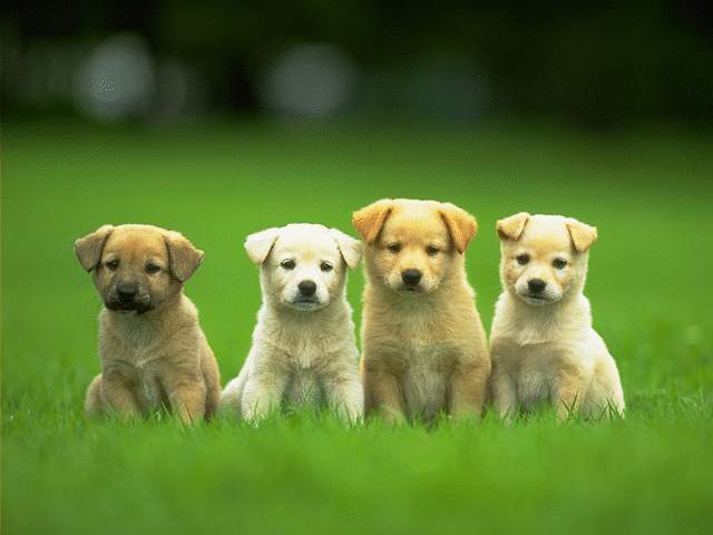 ガンバル壁紙かわいい,犬,子犬,ラブラドール・レトリバー,コンパニオンドッグ,鼻