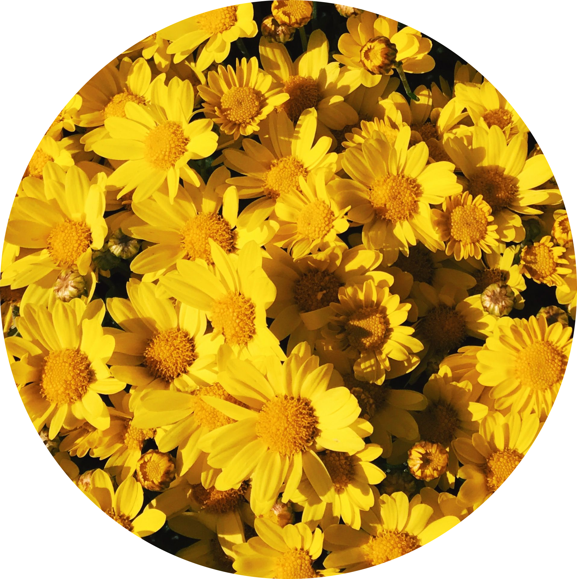 tumblr png wallpaper,flower,yellow,english marigold,plant,petal
