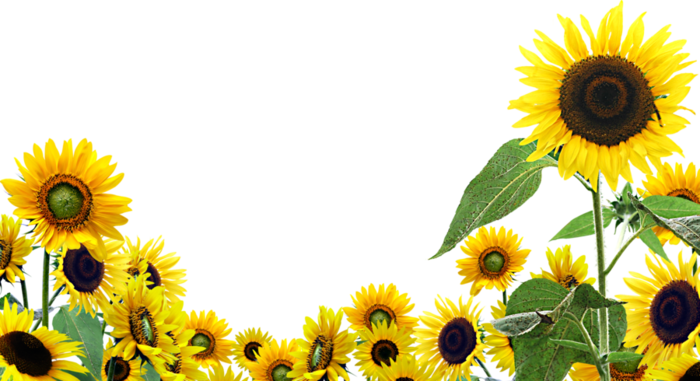 tumblr png fond d'écran,tournesol,fleur,jaune,tournesol,plante