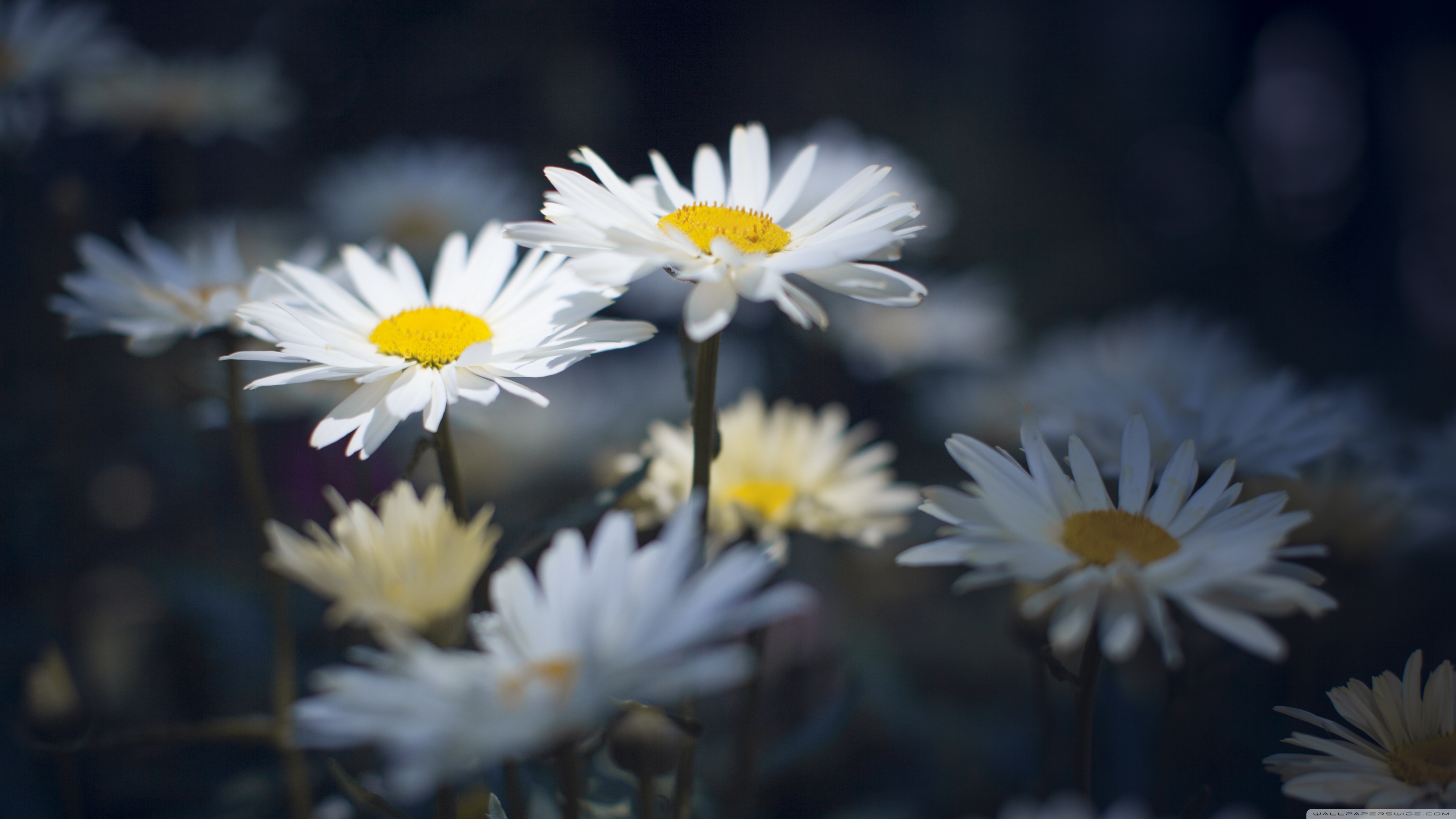 sfondo 1366 x 786 hd,fiore,margherita,petalo,oxeye daisy,margherita